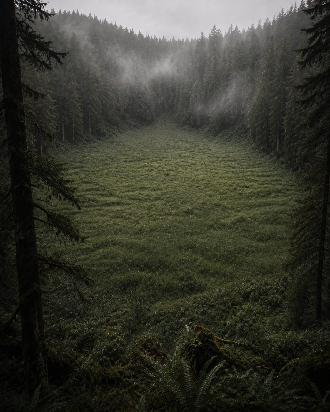 The football-field meadow lies empty and undisturbed inside the Olympic rainforest, its wet grass and moss growing naturally from edge to edge.